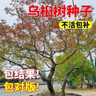 乌桕树种子籽腊子树种子桕子树种子木子树籽种子新采种子籽孑观赏