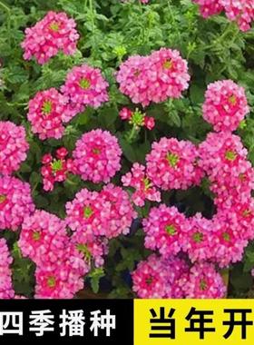 美女樱种子混色四季五色梅美人樱景观花海庭院室内外阳台花种籽子