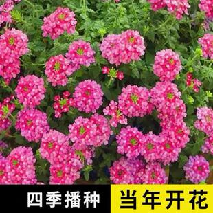 美女樱种子混色四季五色梅美人樱景观花海庭院室内外阳台花种籽子