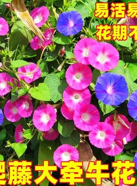 大牵牛花种子室外爬藤喇叭花四季种花籽易活阳台盆栽庭院开花不断