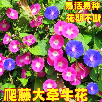 大牵牛花种子室外爬藤喇叭花四季种花籽易活阳台盆栽庭院开花不断