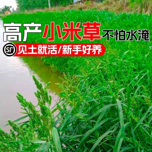 小米草种籽水草喂鱼草种子雀叶稗耐热耐水淹养殖鱼虾蟹四季牧草籽
