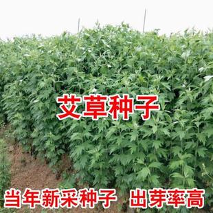 艾草艾叶靳种子籽野生香艾草药食用大叶艾蒿青蒿艾种孑四季驱蚊草