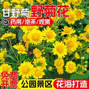 野菊花种子甘野菊花籽泡茶野生山菊花种籽多年生四季播种易活植物