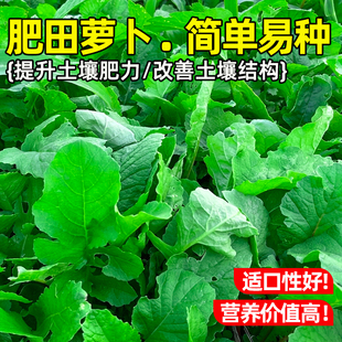 肥田萝卜种子耐寒耐旱天然果园绿肥种籽蜜源固氮抑制杂草畜牧养殖