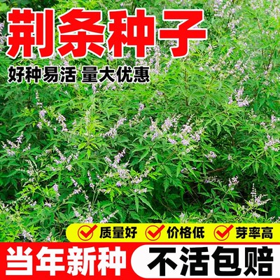 荆条种子荆条树籽杜荆荆柴黄金子蜜源绿肥护坡灌木固土防沙种子籽