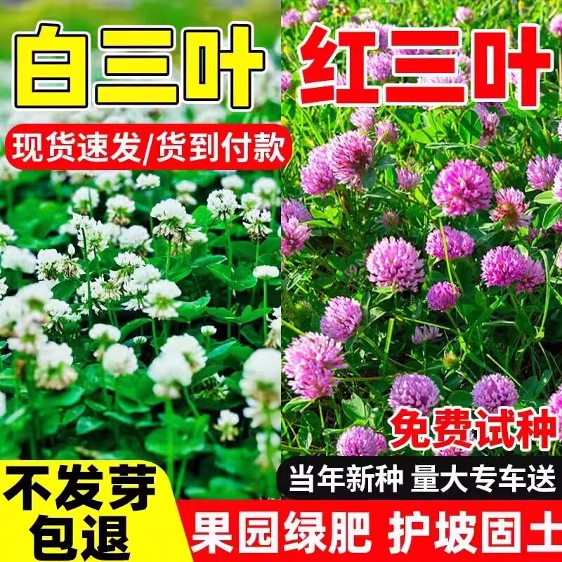 进口三叶草种子白三叶草籽红三叶车轴草种籽四季播种草坪牧草绿肥