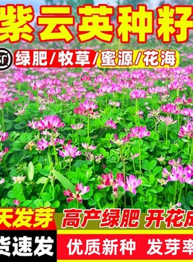紫云英种子果园绿肥土壤改良花海景观牧草养蜂蜜源植物红花草种籽