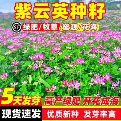 紫云英种子果园观花养蜜蜂蜜源