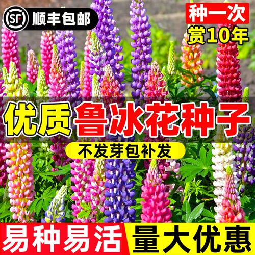 鲁冰花种耐寒耐热多年生宿根花卉