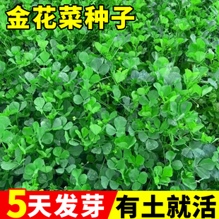 金花菜种子上海草头种籽蔬菜种子盆栽四季种植高产大叶黄花草头菜