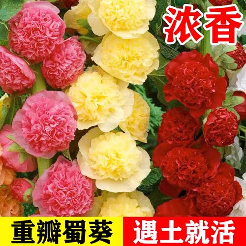 重瓣蜀葵花种籽子四季播