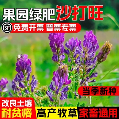 沙打旺种子耐贫瘠牧草种籽改良土壤果园绿肥防沙固土护坡绿化草籽
