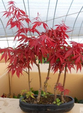 美国红枫种子四季红叶枫树籽苗秋火焰庭院家居观赏盘景树花种籽子