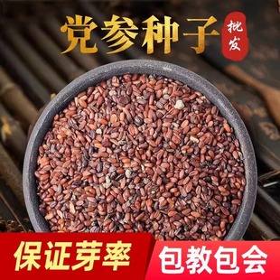 党参种子特级新鲜党参种籽岷县材当参党归黄芪苗种孑种植