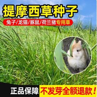 提摩西草种籽兔草种子孑猫尾草梯豚鼠荷兰猪优质草多年生牧草种子