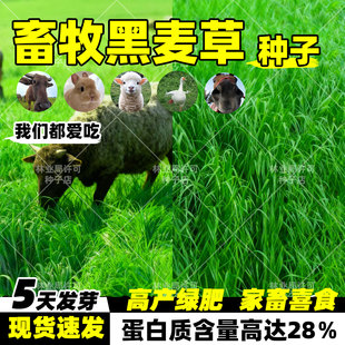黑麦草种子多年生四倍体牧草草籽耐寒高产鸡鸭鹅喂养四季草种籽孑
