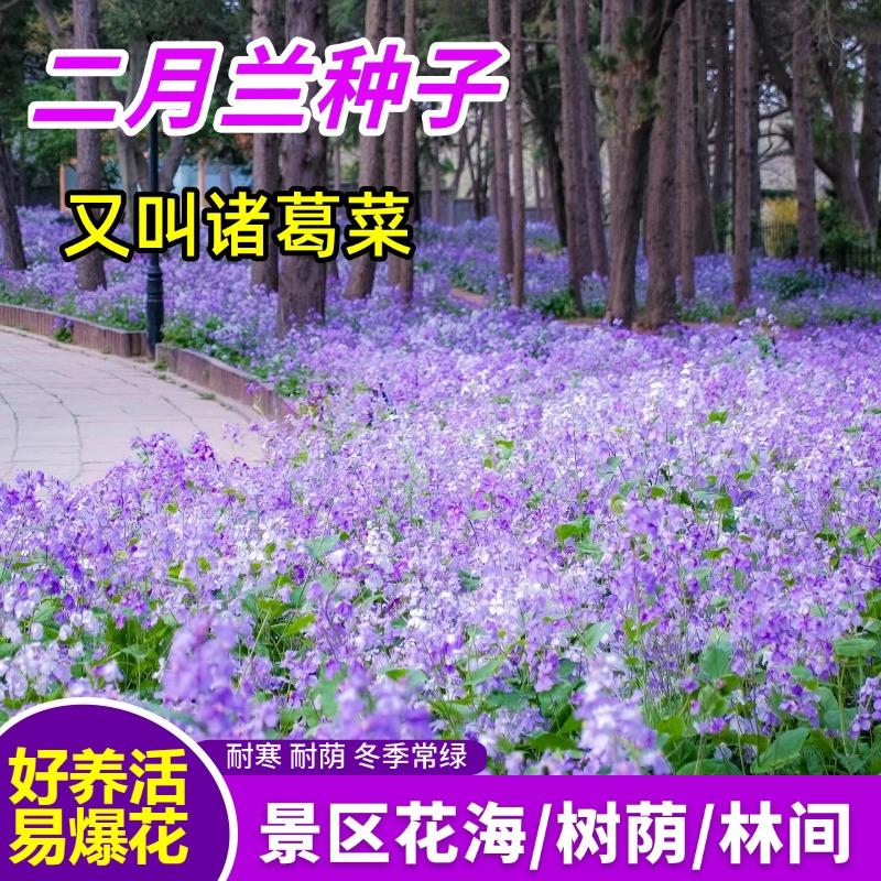 耐寒二月兰花种子秋播耐寒诸葛菜多年生宿根耐阴耐寒四季易活花籽