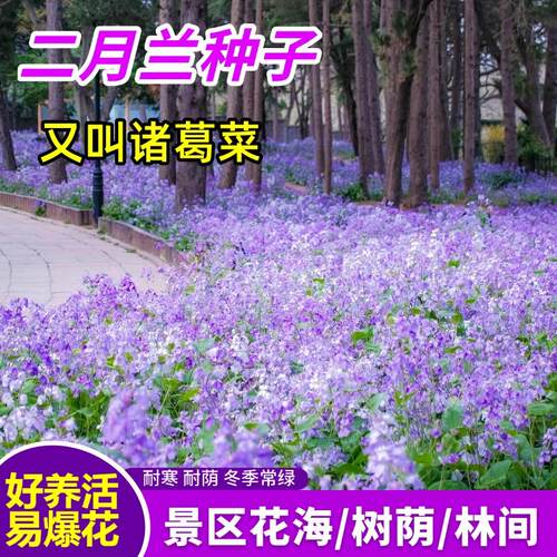 耐寒二月兰花种子秋播耐寒诸葛菜多年生宿根耐阴耐寒四季易活花籽