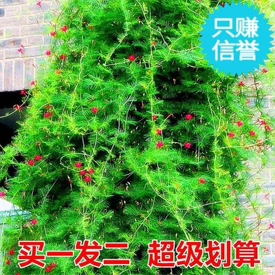 庭院爬藤易种活开花不断羽叶茑萝