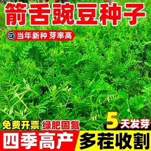 箭舌豌豆种子高蛋白牧草四季高产果园绿肥种籽野豌豆耐贫瘠草籽孑