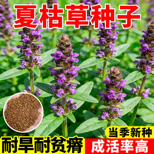 夏枯草新采药材四季播种