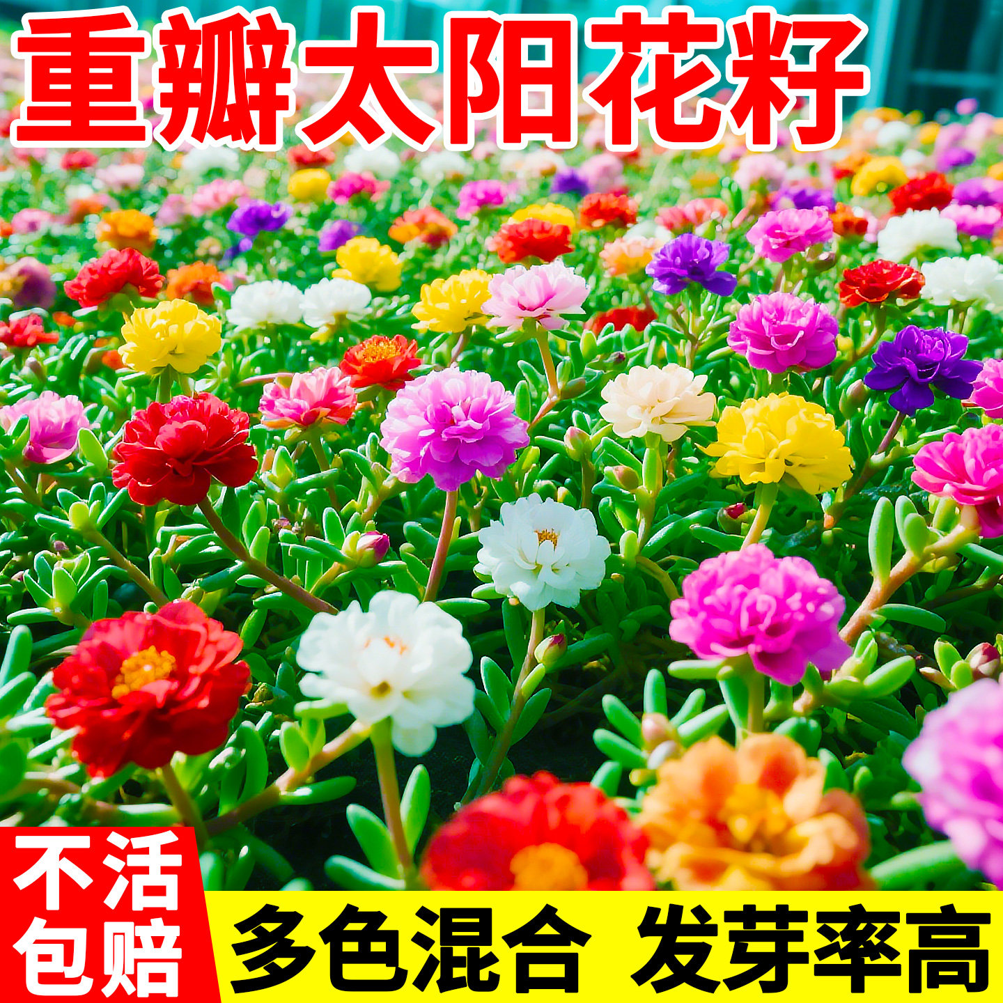 重瓣太阳花种籽室内外阳台盆栽花卉种子播种好活小雏菊格桑花籽种