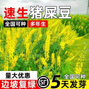 猪屎豆种子 太阳麻种子 椭圆叶猪屎豆 三圆叶猪屎豆种子护坡种子