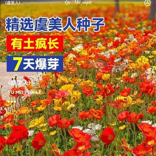 虞美人花种混色冰岛虞美人种子阳台庭院花种籽子四季播种见土就活