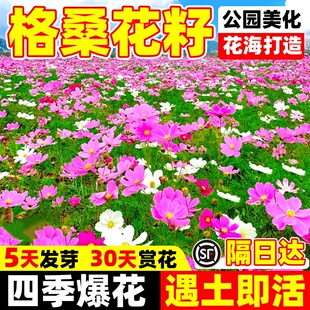 格桑花种子四季播种开花混色高杆室外七彩矮杆波斯菊多年生花籽孑
