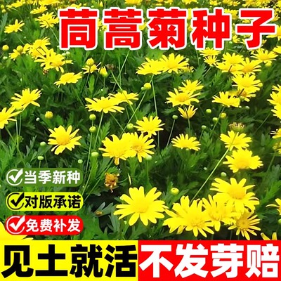 蒿蒿菊木槿籽四季播金黄色