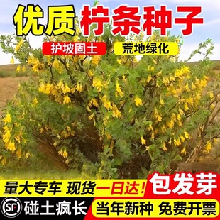 拧条种子毛条蜜源植物饲用牧草白柠条锦鸡儿种籽护坡灌木绿化草籽
