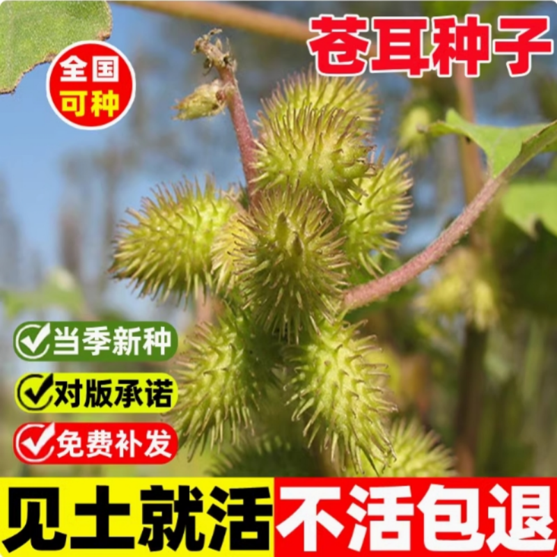 苍耳种子带刺毛苍耳种籽四季种植易活苍耳粉毛苍子野生中药材种孑