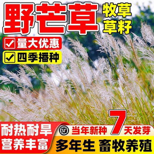 野芒草种籽四季播种护坡固土绿化工程多年生种子荒山复绿牧草草籽