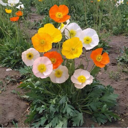 冰岛虞美人种子丽春花观赏