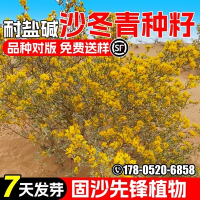 沙冬青种子耐旱耐盐碱灌木种籽