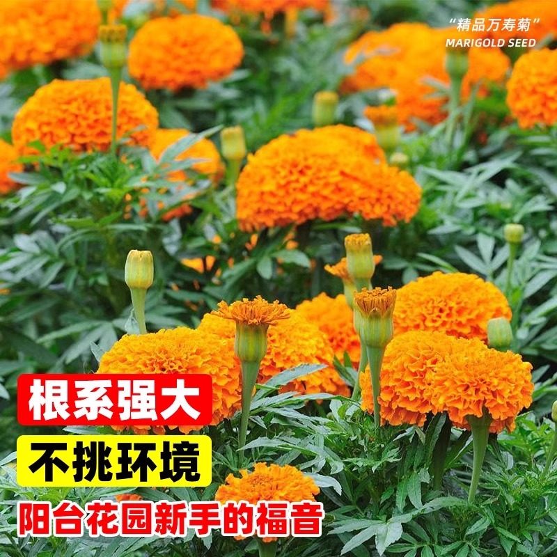 万寿菊种子花籽四季播种园林造景室内外阳台庭院景观工程绿化花种