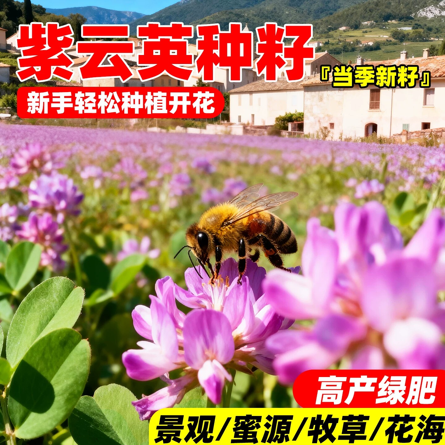 紫云英种子反复收割畜牧养殖高蛋白牧草种籽四季高产多年生红花草