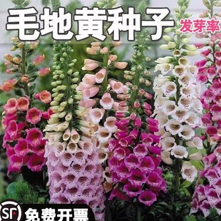 适合春秋天播庭院室外走廊花卉多年开花耐寒毛地黄种子洋地黄花籽