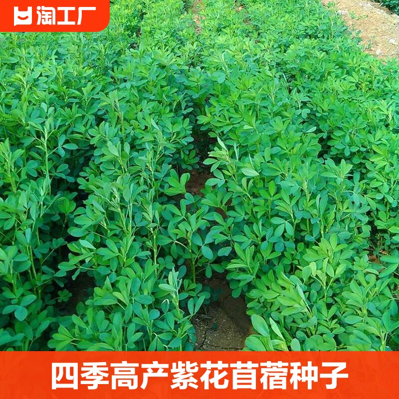 紫花苜蓿草种籽多年生四季养殖牧草种子喂鱼鸡鸭鹅牛羊草籽种食用