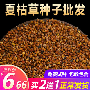 散装夏枯草种子中药材白毛夏枯草种籽子四季种植另有黄芩苗孑