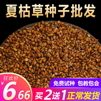 散装中药材四季种子四季种植