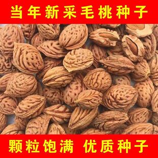 新采毛桃种子山桃种子籽野生山桃核桃树种籽可嫁接梅花树果树砧木