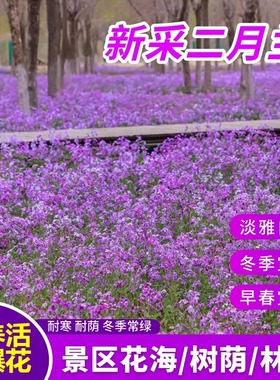 耐寒二月兰花种子耐荫蓝色花海绿化景观庭院四季播种诸葛菜花种籽