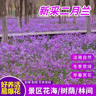 耐寒二月兰花种子耐荫蓝色花海绿化景观庭院四季播种诸葛菜花种籽