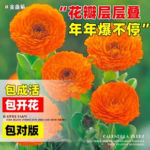 金盏菊种子矮生长生菊花海易种盆栽耐阴金盏花四季播种开花种籽孑