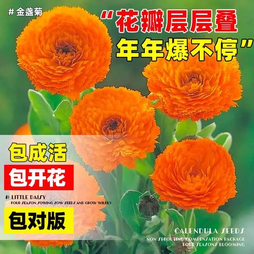 金盏菊种子矮生长生菊花海易种盆栽耐阴金盏花四季播种开花种籽孑