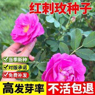 红刺玫种籽黄刺玫种子刺玫花刺玖花黄刺莓破皮刺玫蔷薇玫瑰籽