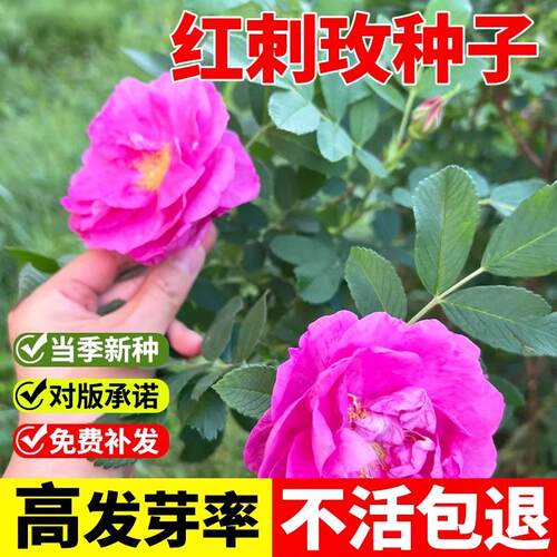 四季播种爬藤植物盆栽蔷薇花