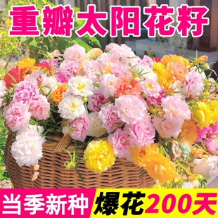 重瓣太阳花籽四季播种开花易活花卉植物种子室内外盆栽耐旱花种籽